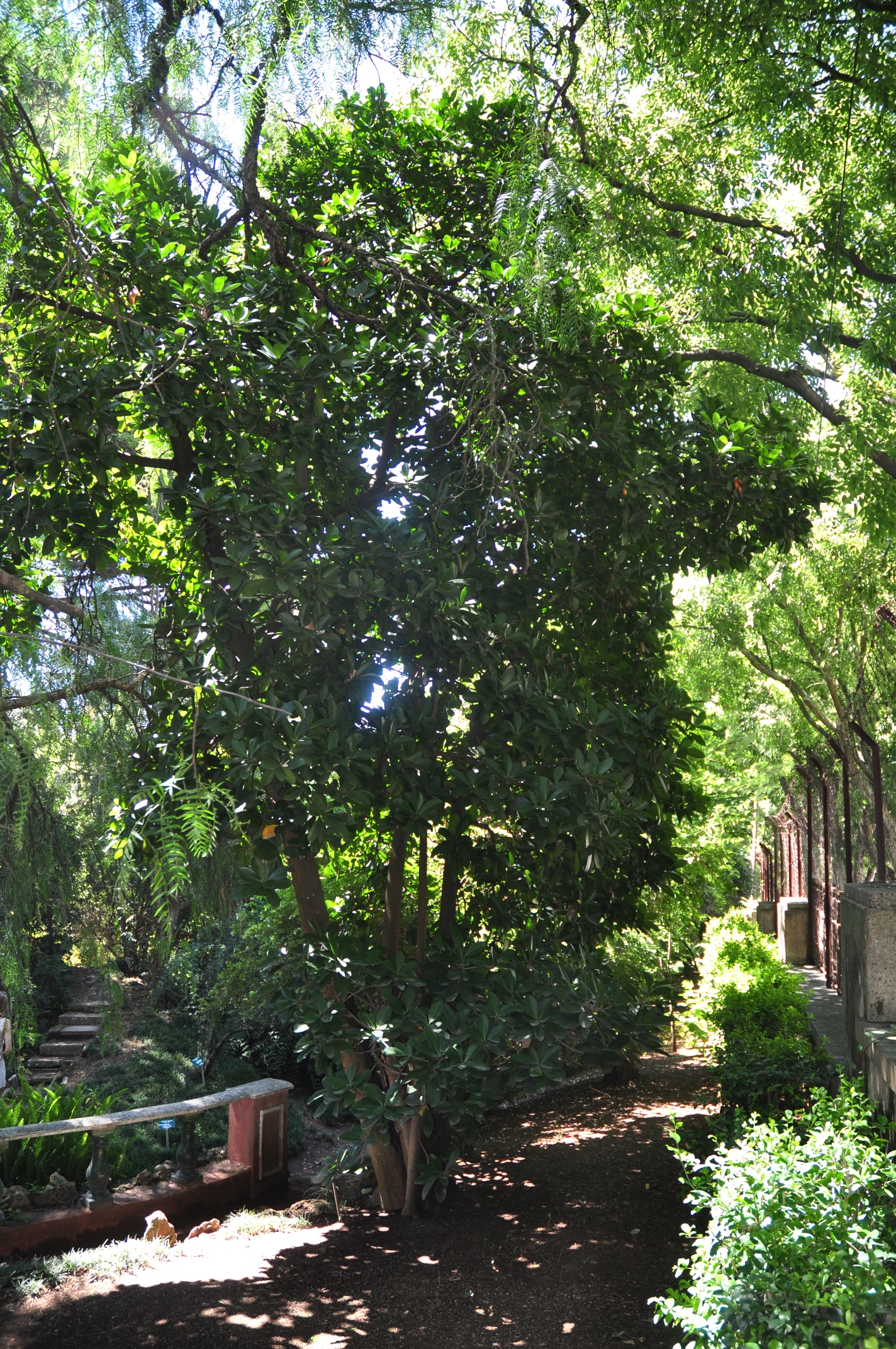 Corynocarpaceae Corynocarpus laevigatus