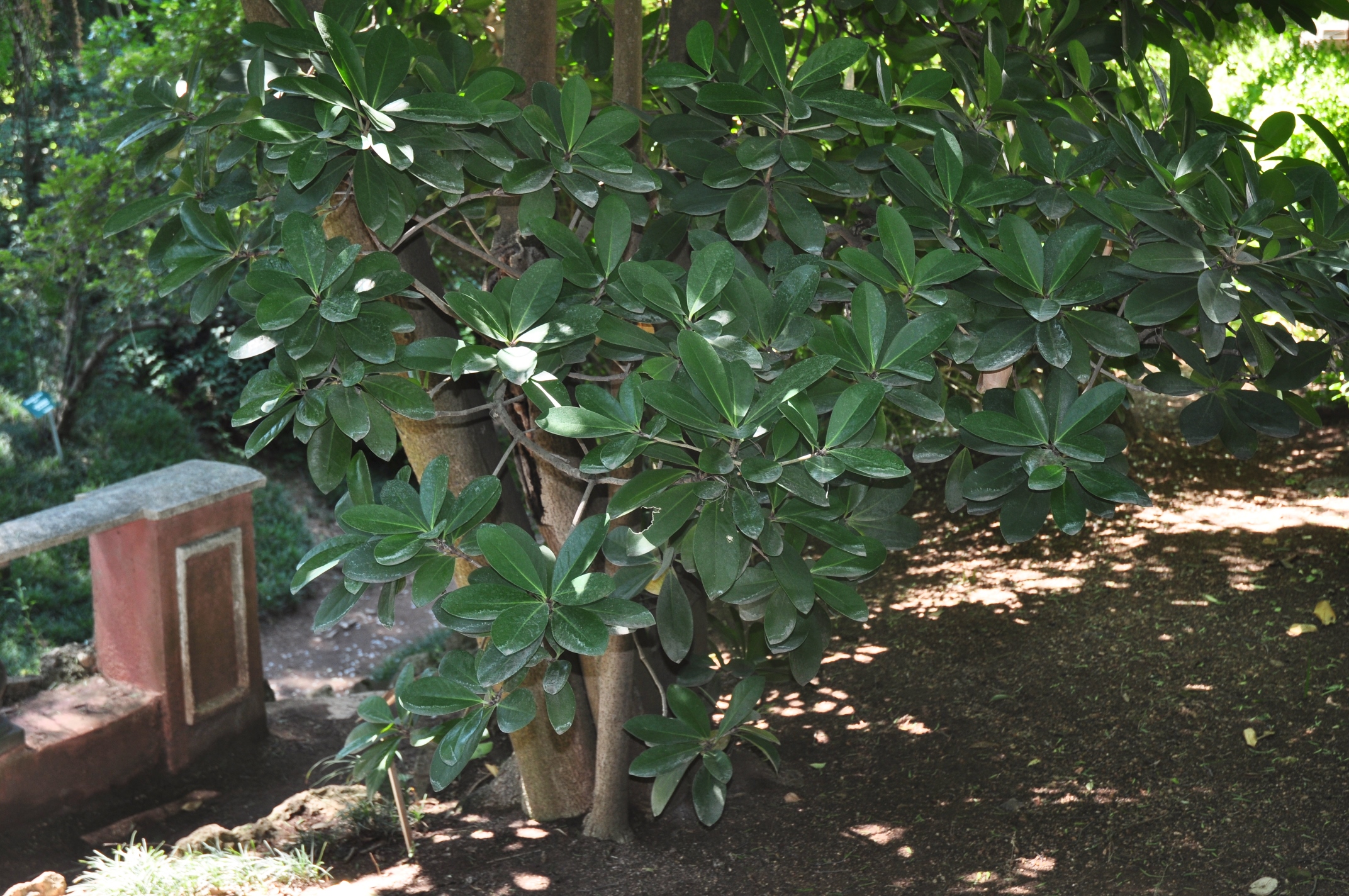 Corynocarpaceae Corynocarpus laevigatus