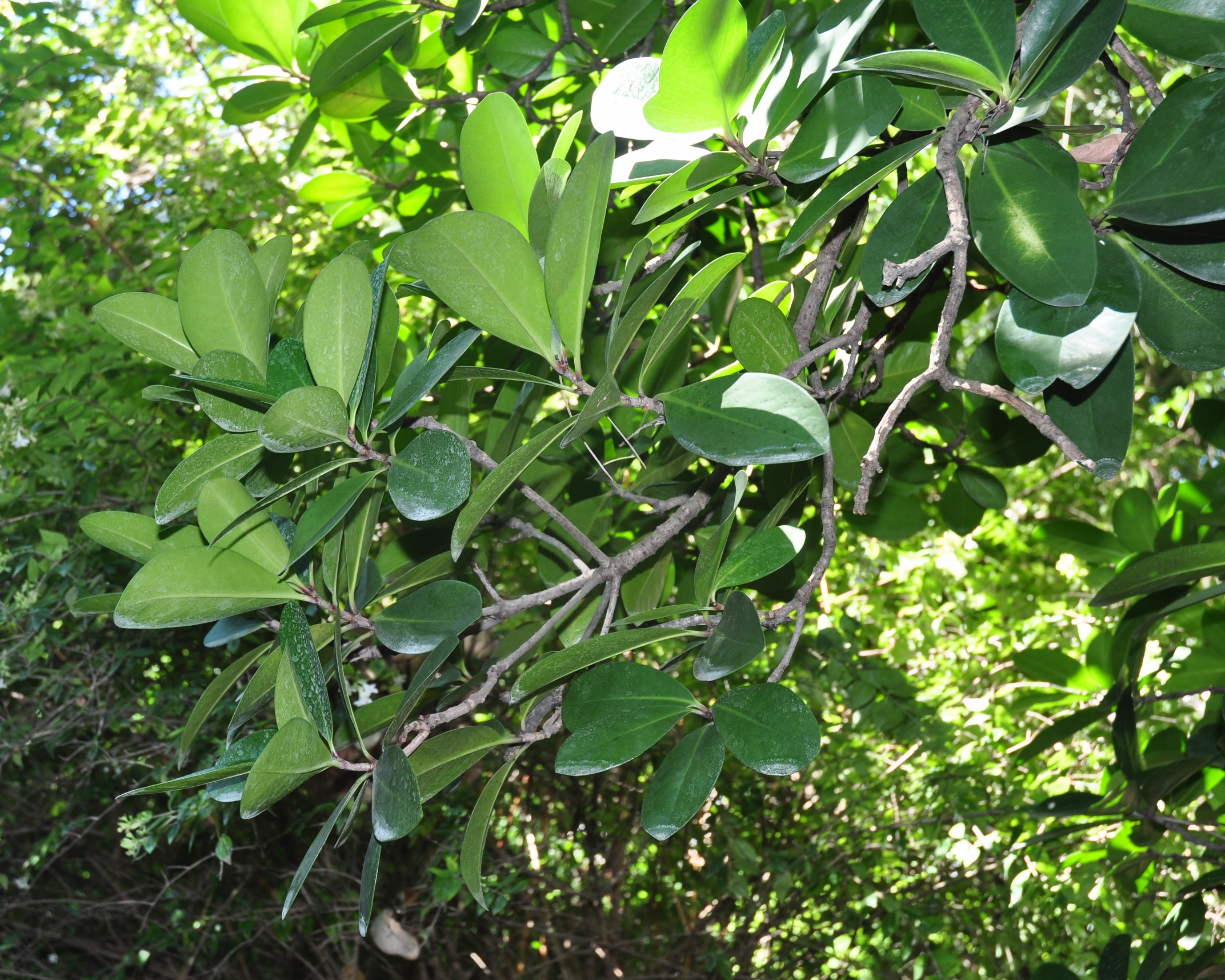 Corynocarpaceae Corynocarpus laevigatus