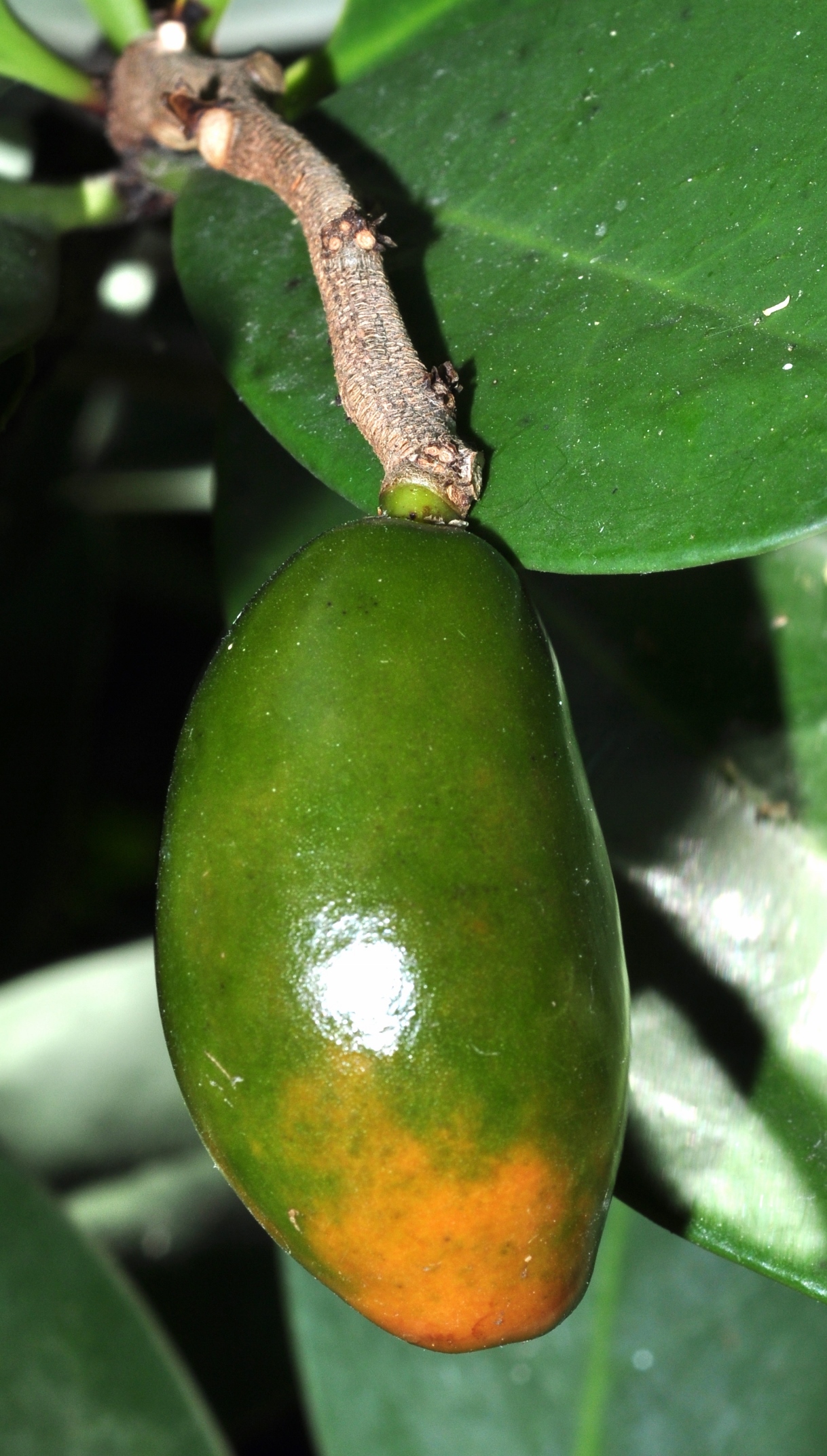Corynocarpaceae Corynocarpus laevigatus