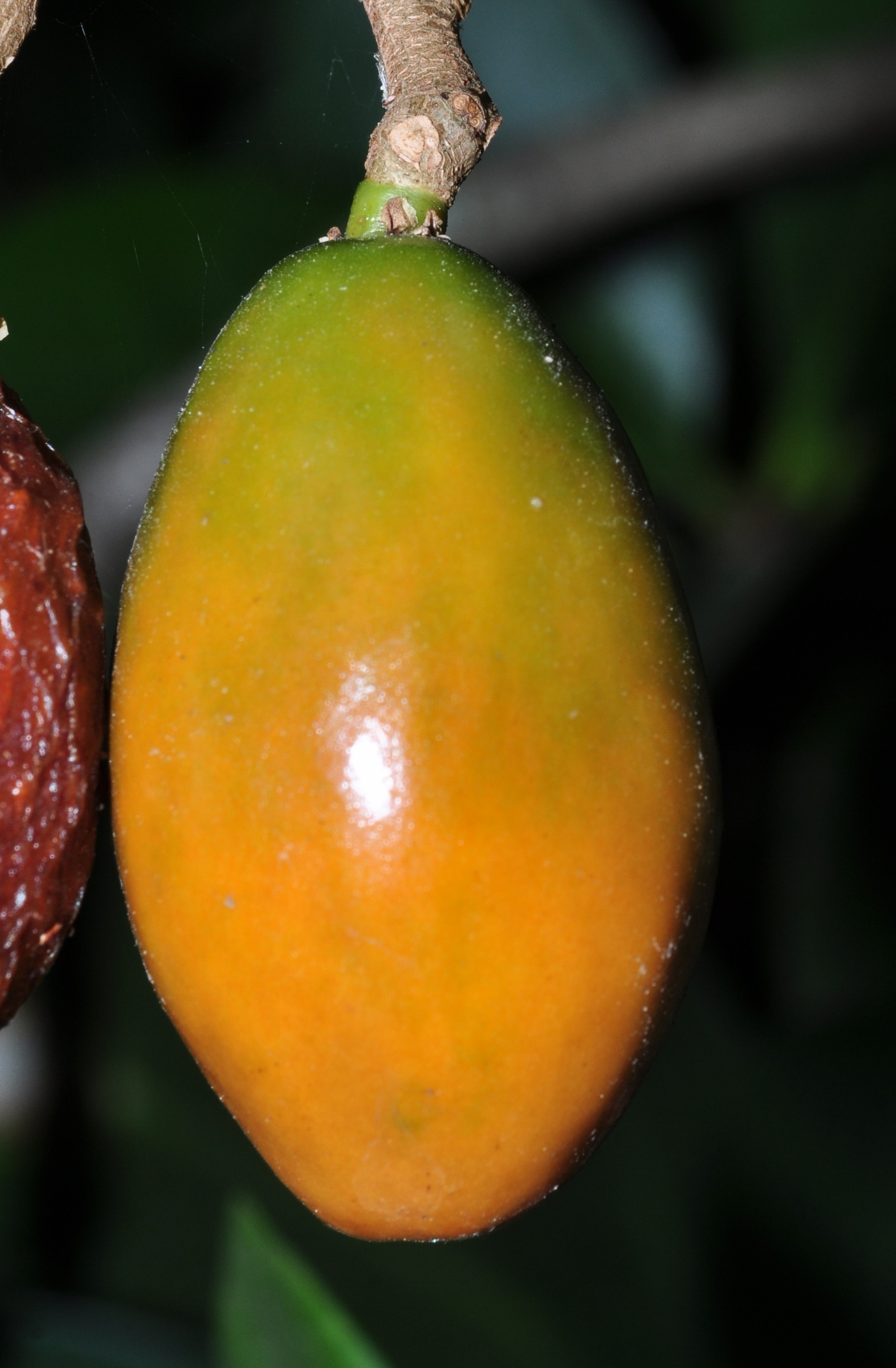 Corynocarpaceae Corynocarpus laevigatus