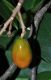 image of Corynocarpus laevigatus