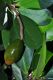 image of Corynocarpus laevigatus