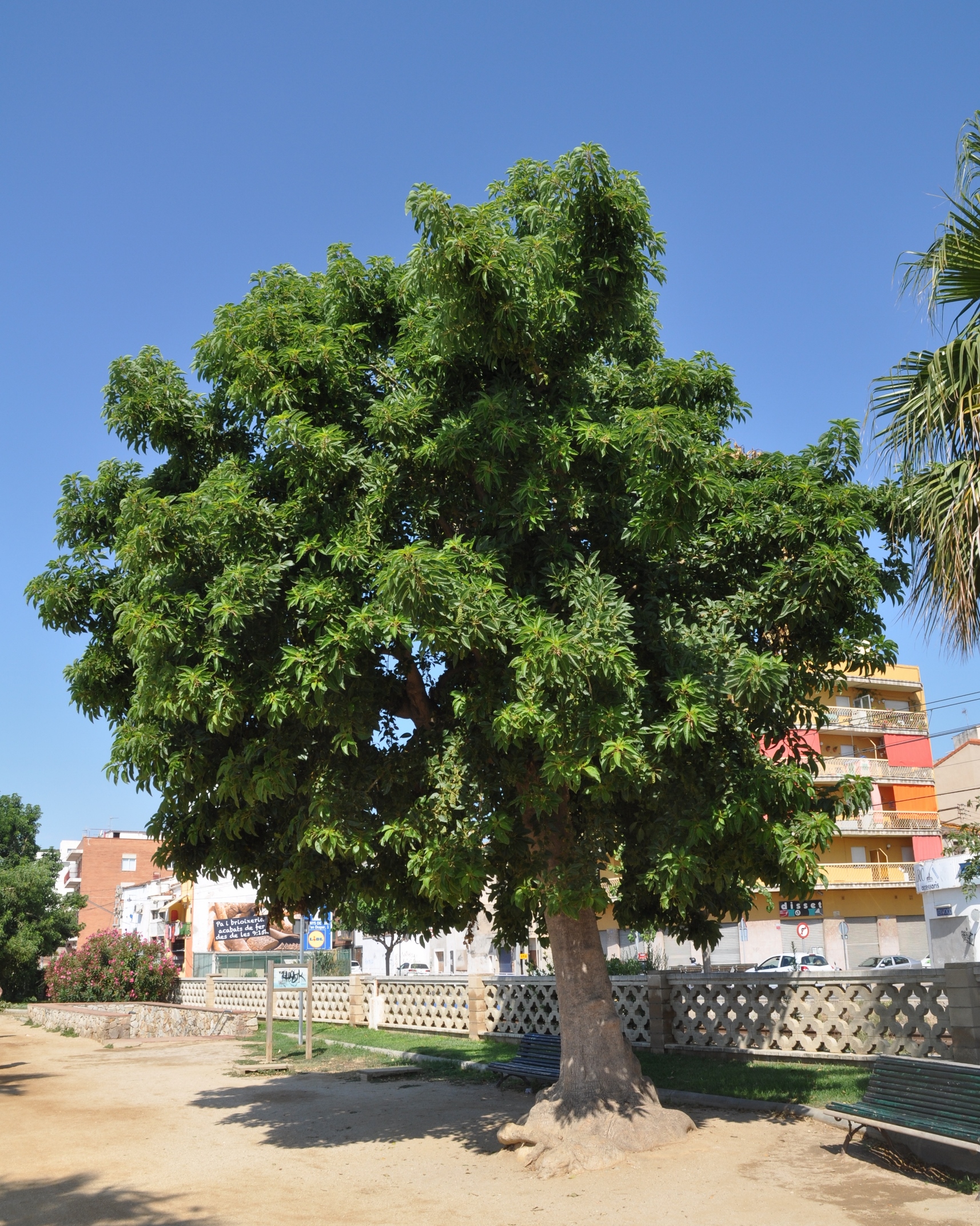 Phytolaccaceae Phytolacca dioica