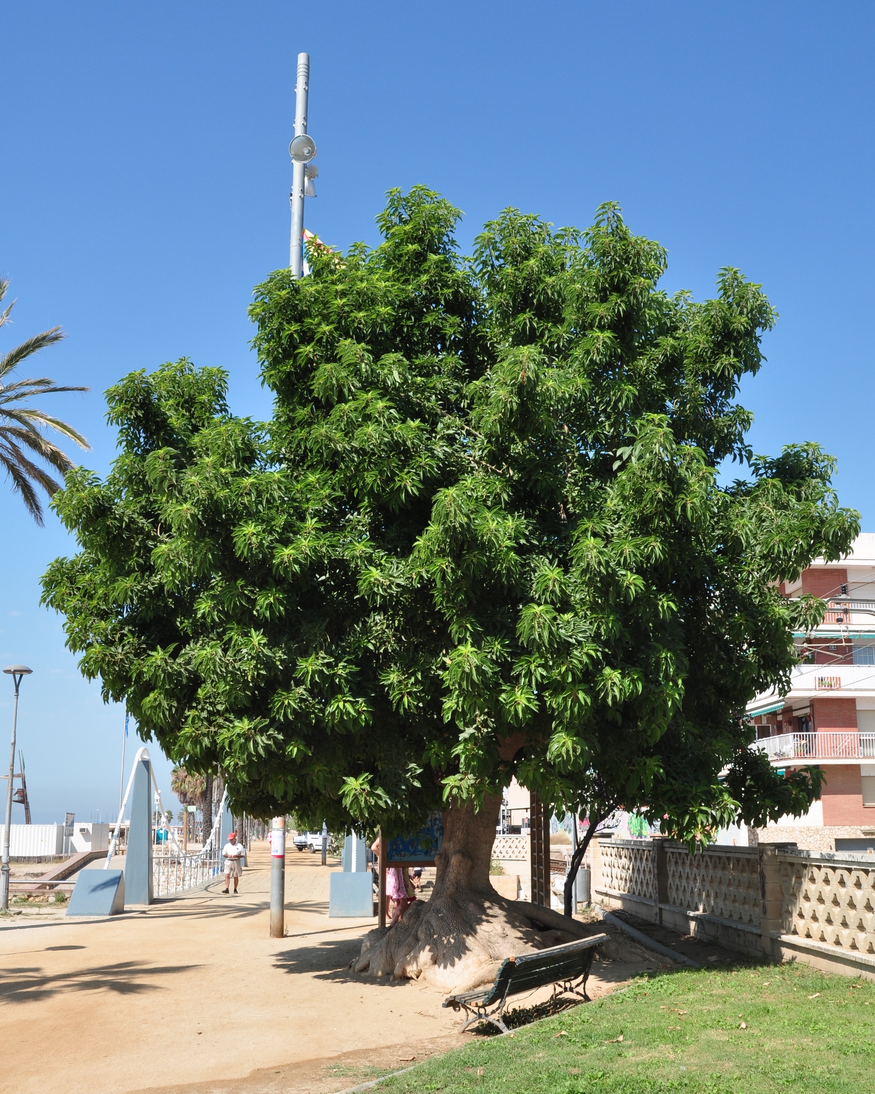 Phytolaccaceae Phytolacca dioica