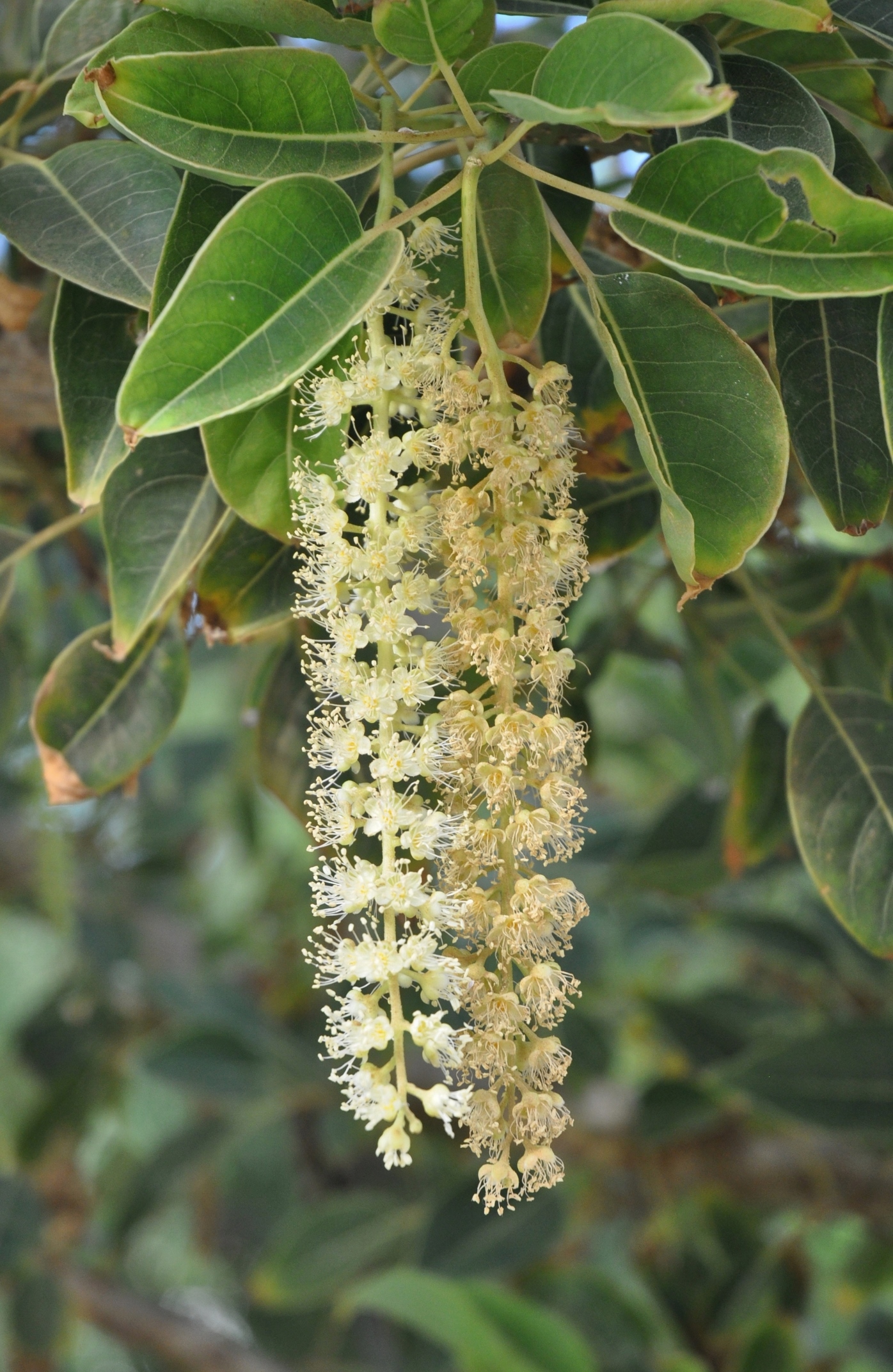 Phytolaccaceae Phytolacca dioica