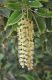 image of Phytolacca dioica