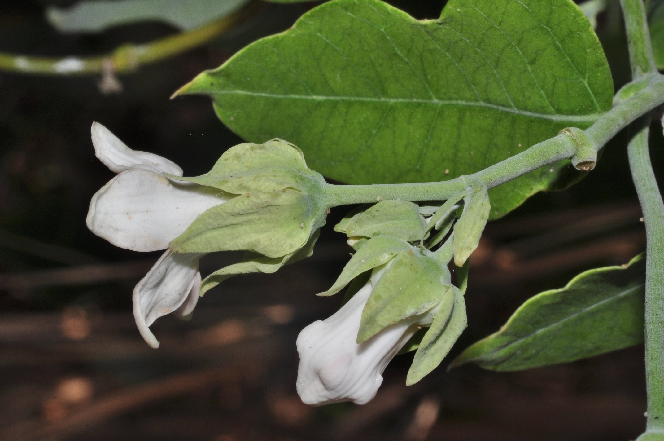Apocynaceae Araujia sericifera