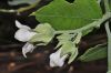 image of Araujia sericifera