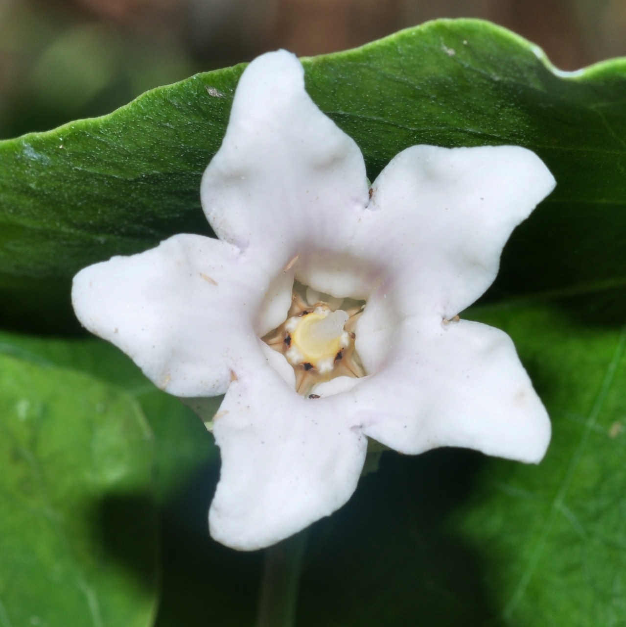 Apocynaceae Araujia sericifera