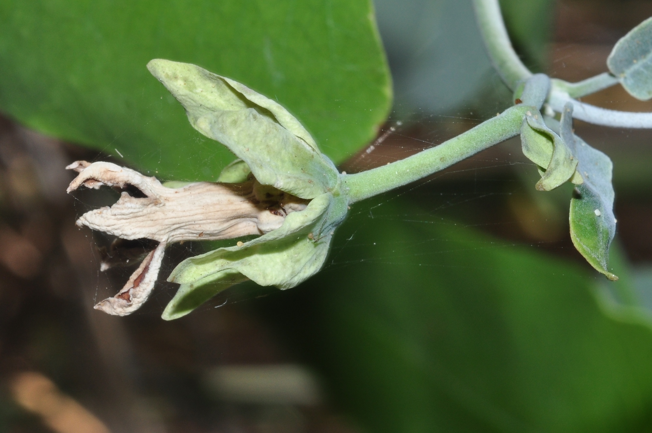 Apocynaceae Araujia sericifera
