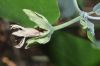 image of Araujia sericifera