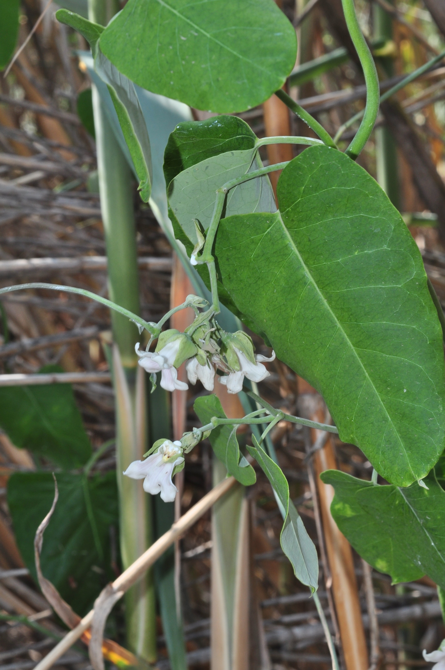Apocynaceae Araujia sericifera
