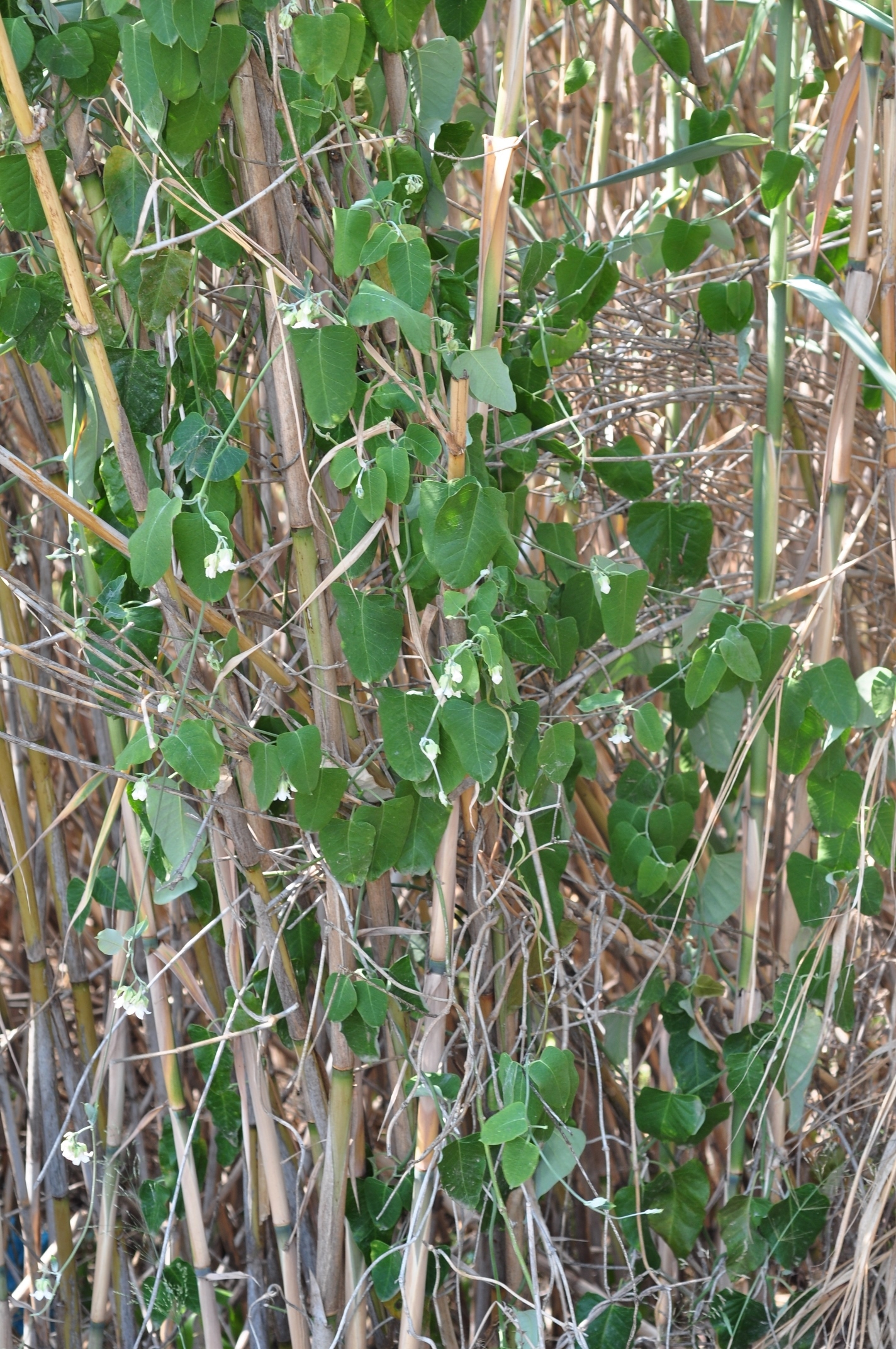 Apocynaceae Araujia sericifera