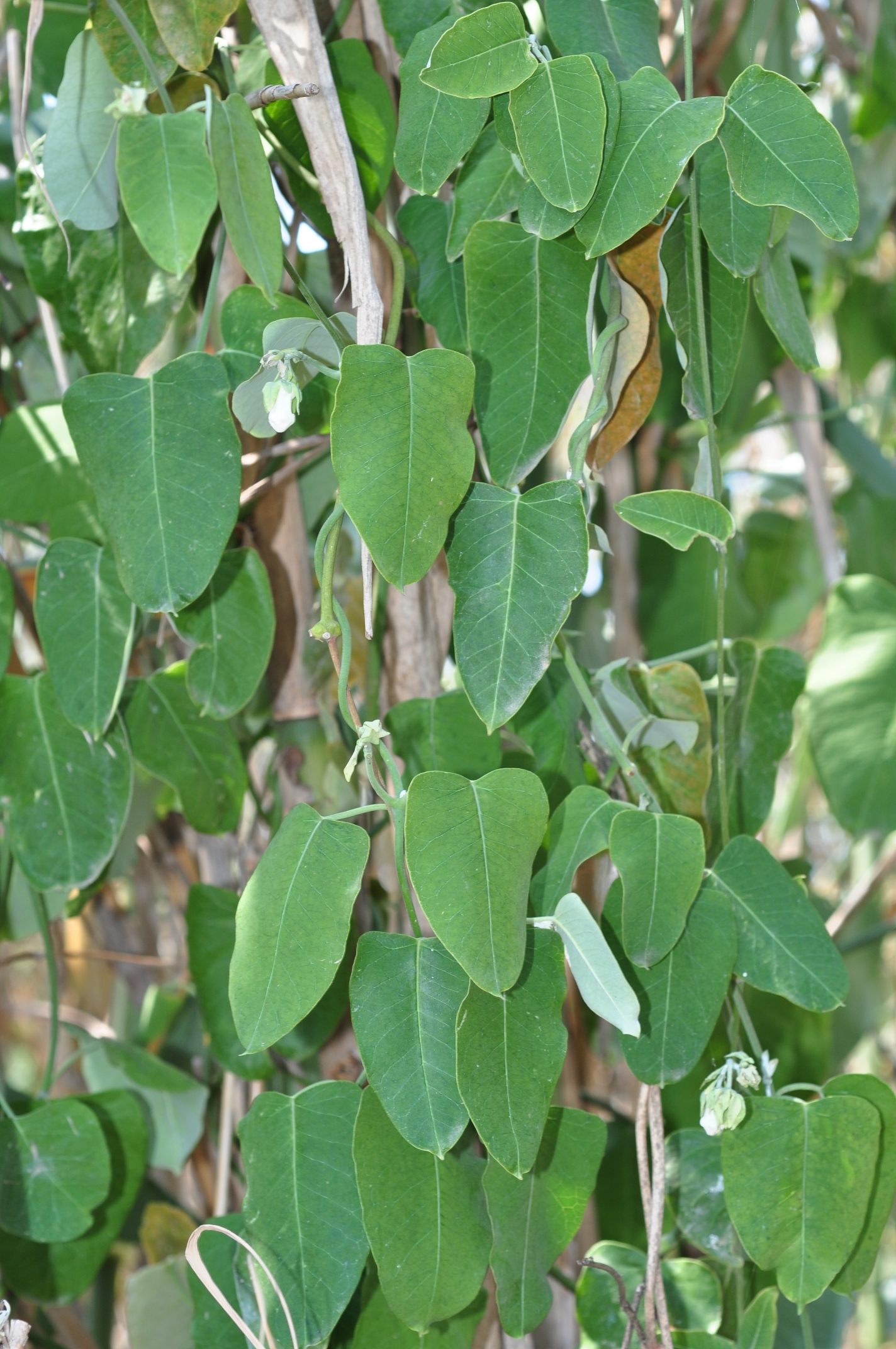 Apocynaceae Araujia sericifera