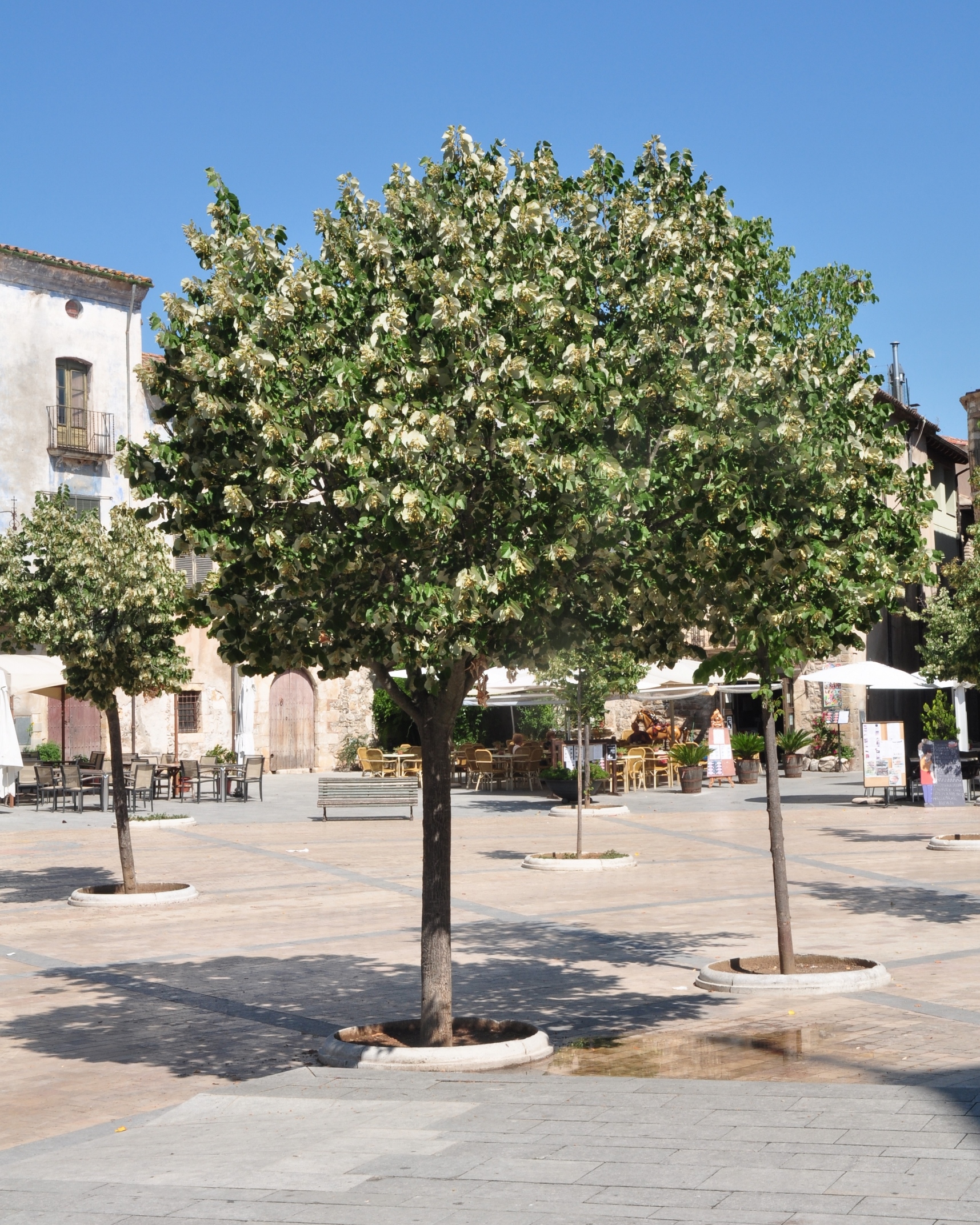 Tiliaceae Tilia tomentosa