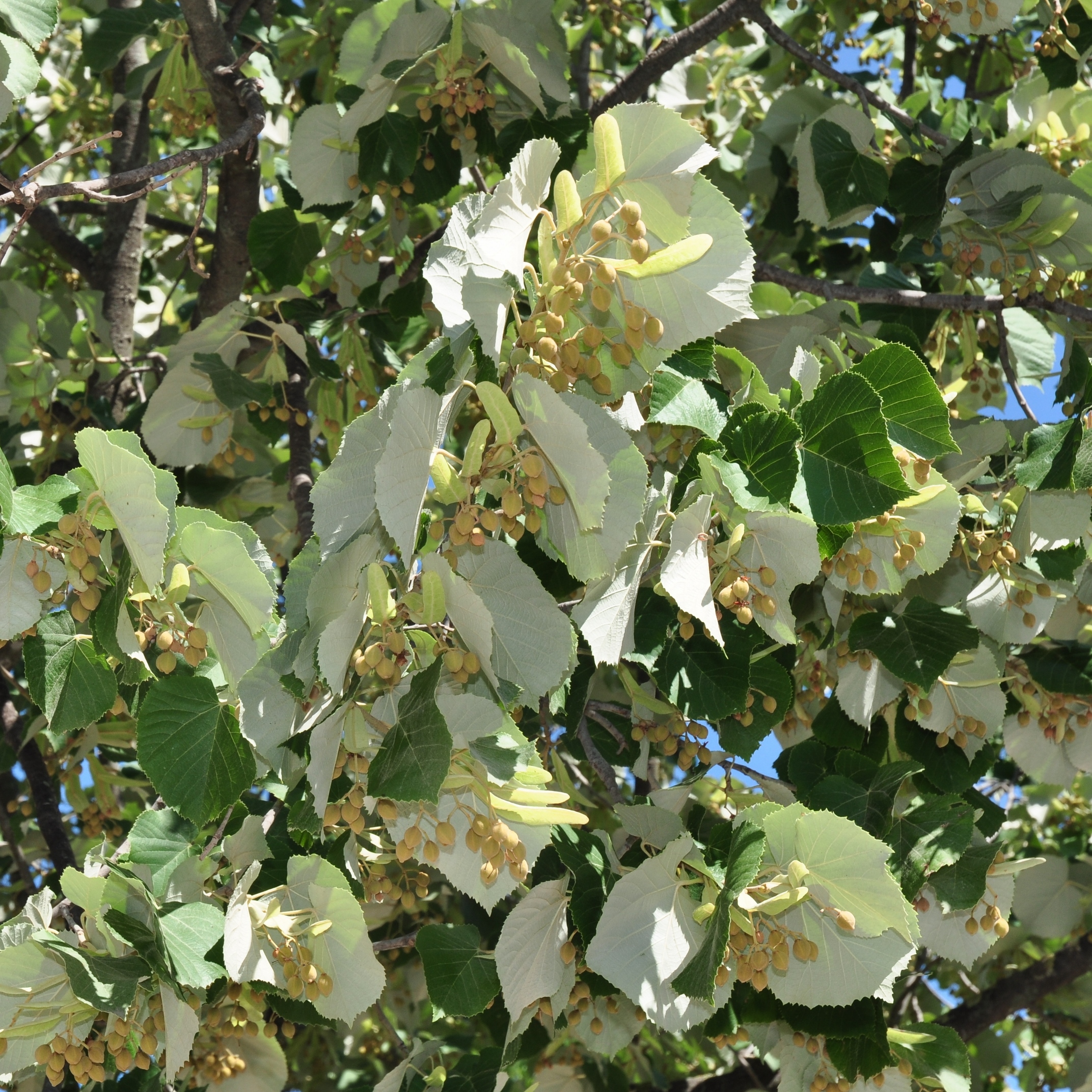 Tiliaceae Tilia tomentosa