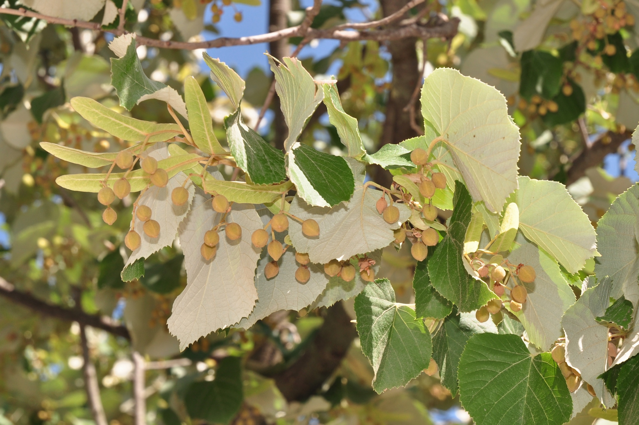 Tiliaceae Tilia tomentosa