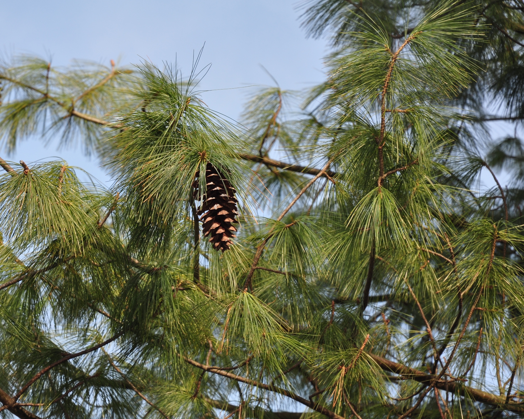Pinaceae Pinus wallichiana