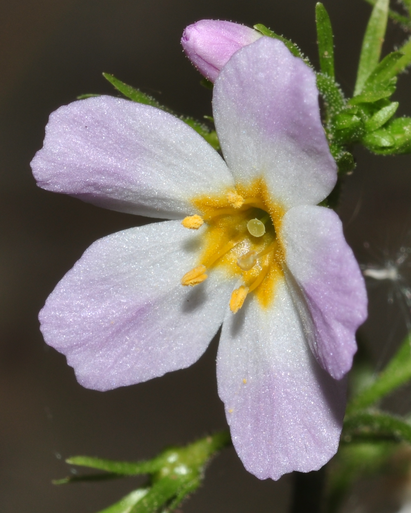 Primulaceae Hottonia palustris