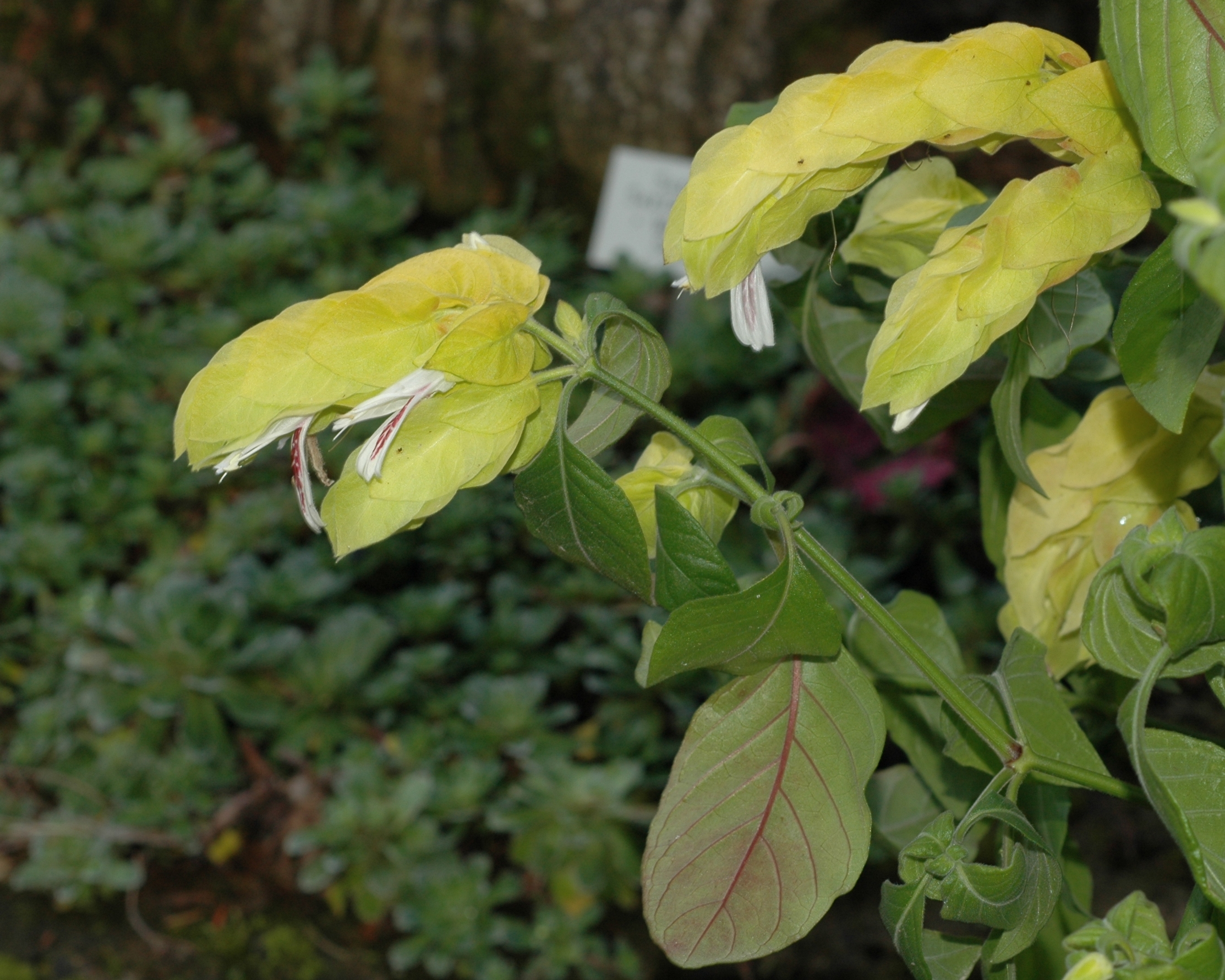 Acanthaceae Justicia brandegeana