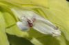 image of Justicia brandegeana