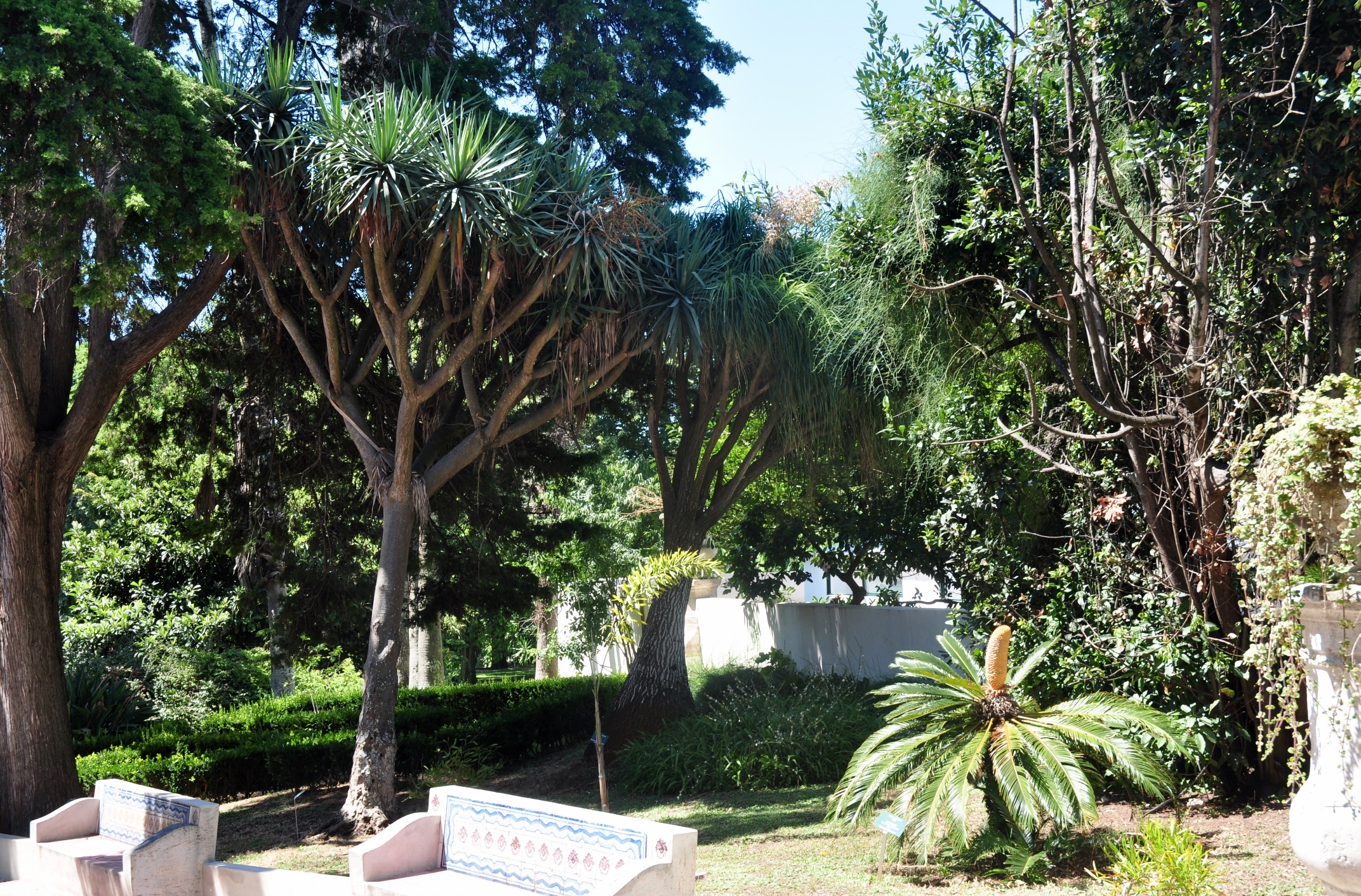 Asparagaceae Nolina recurvata