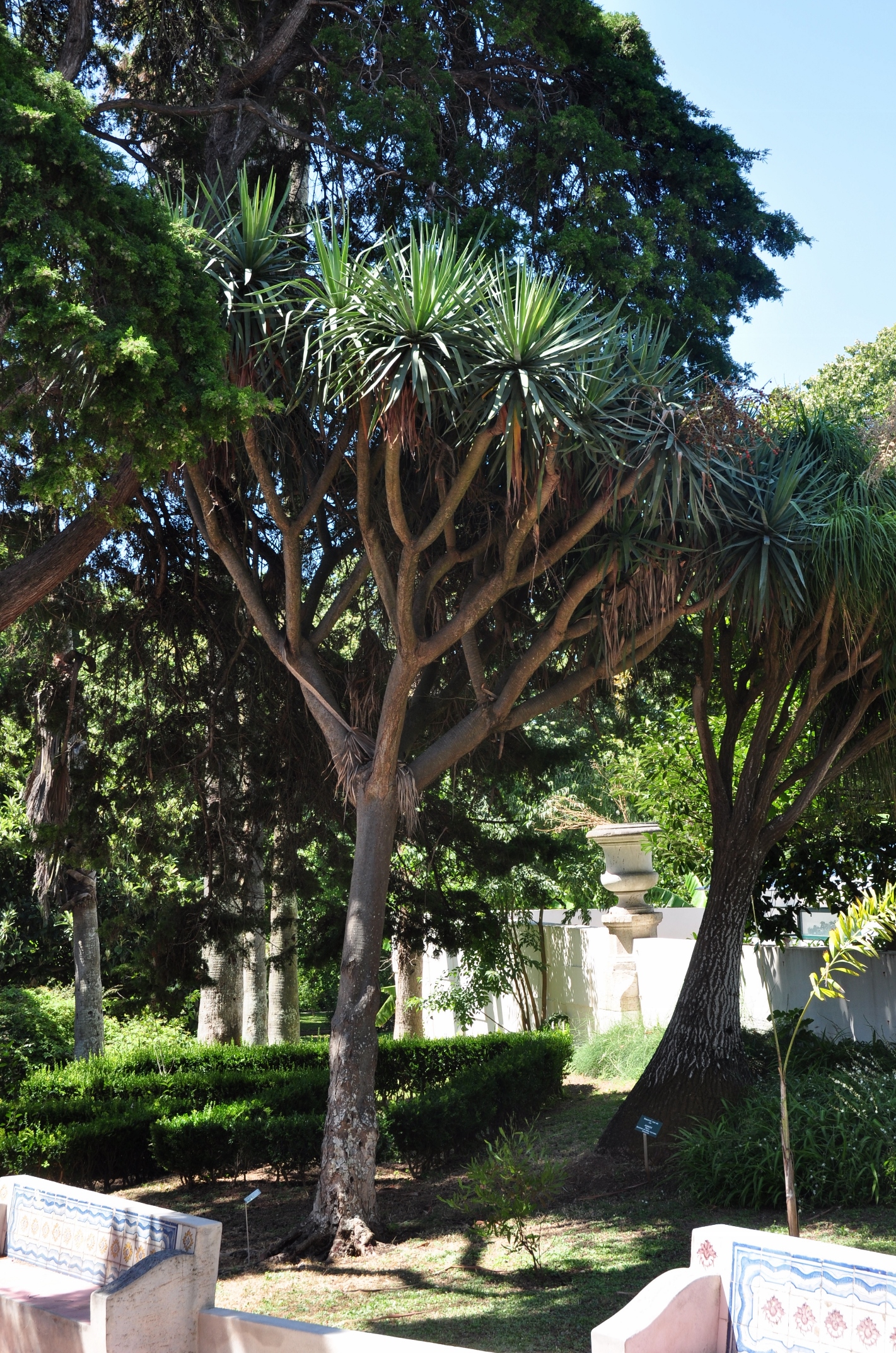 Asparagaceae Dracaena draco