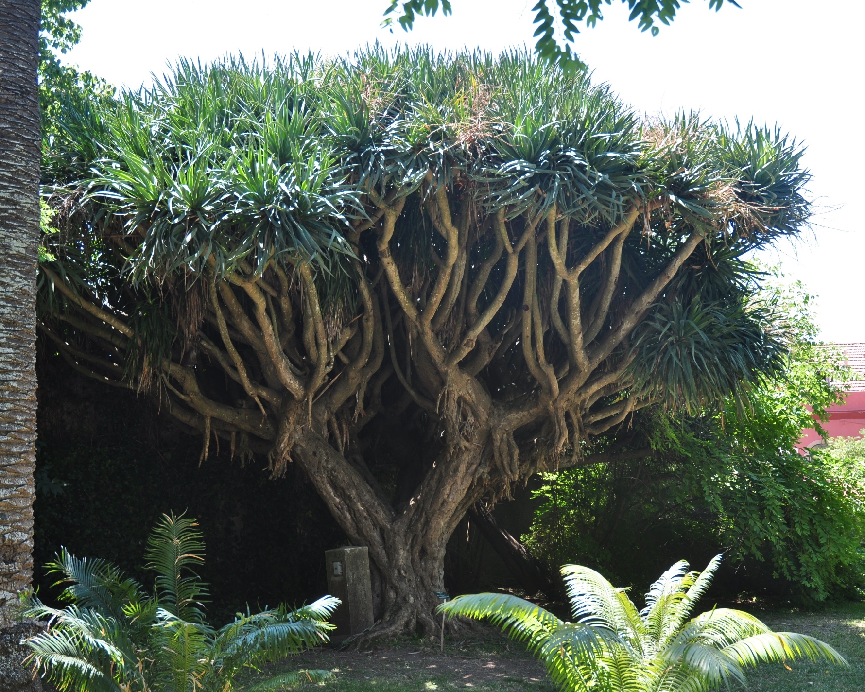 Asparagaceae Dracaena draco