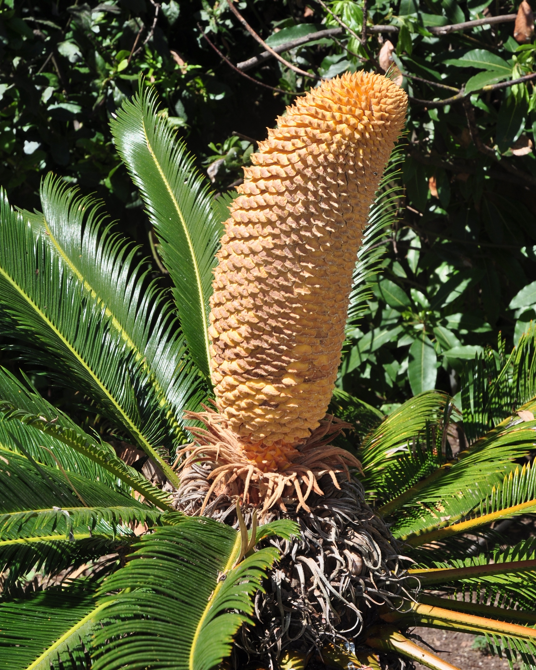 Cycadaceae Cycas revoluta