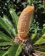 image of Cycas revoluta