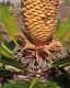 image of Cycas revoluta