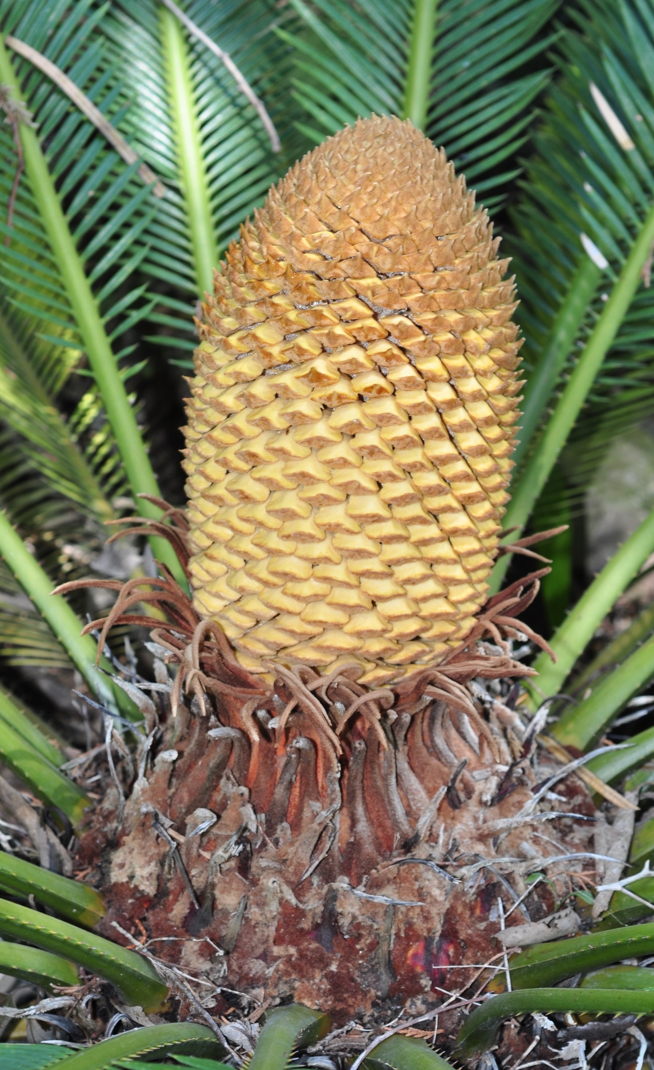 Cycadaceae Cycas revoluta
