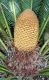 image of Cycas revoluta