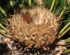 image of Cycas revoluta