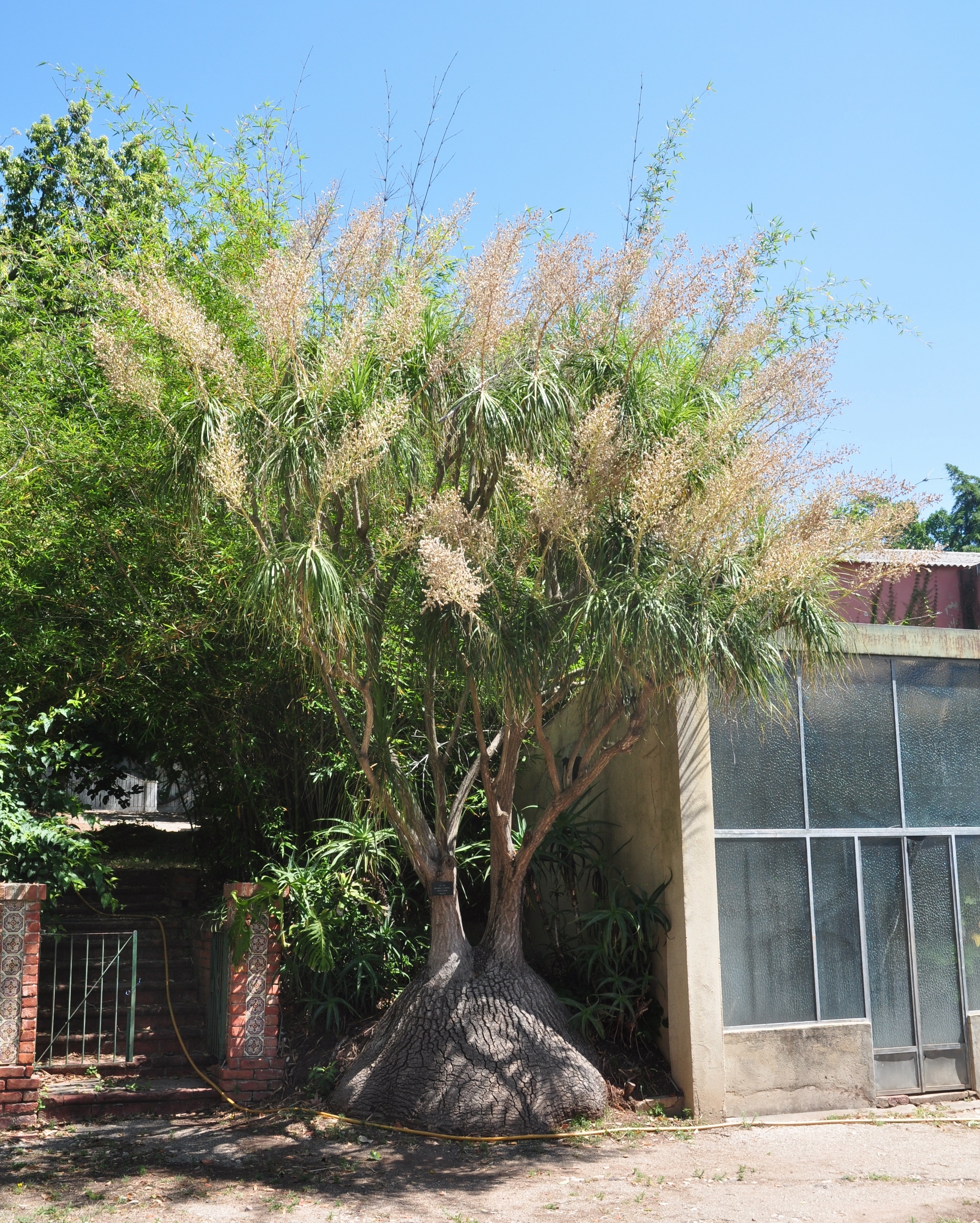 Asparagaceae Nolina recurvata