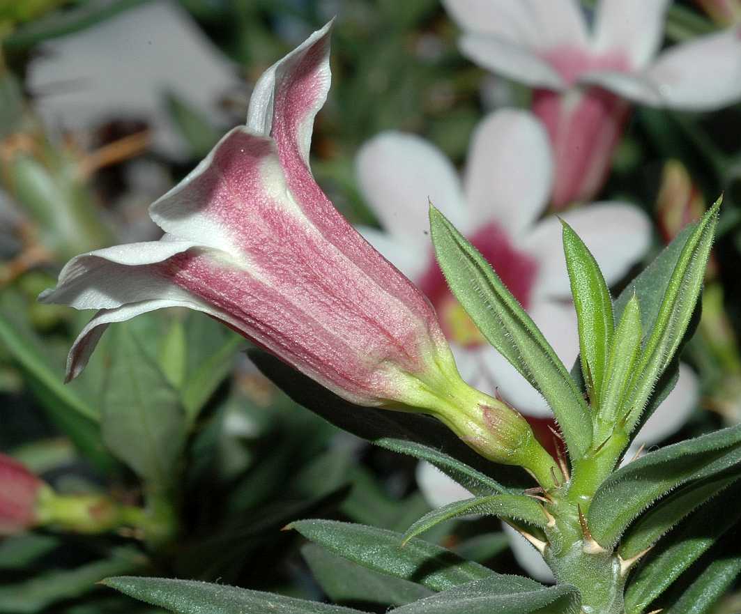 Apocynaceae Pachypodium bispinosum