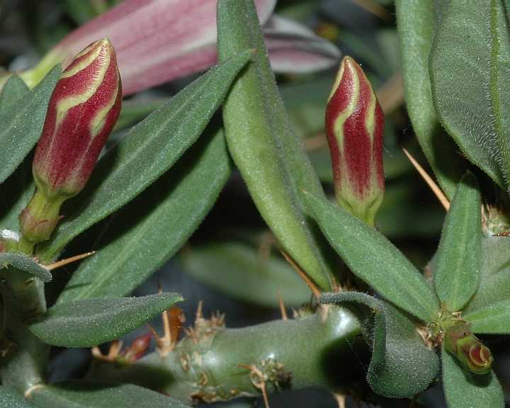 Apocynaceae Pachypodium bispinosum