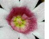 image of Pachypodium bispinosum