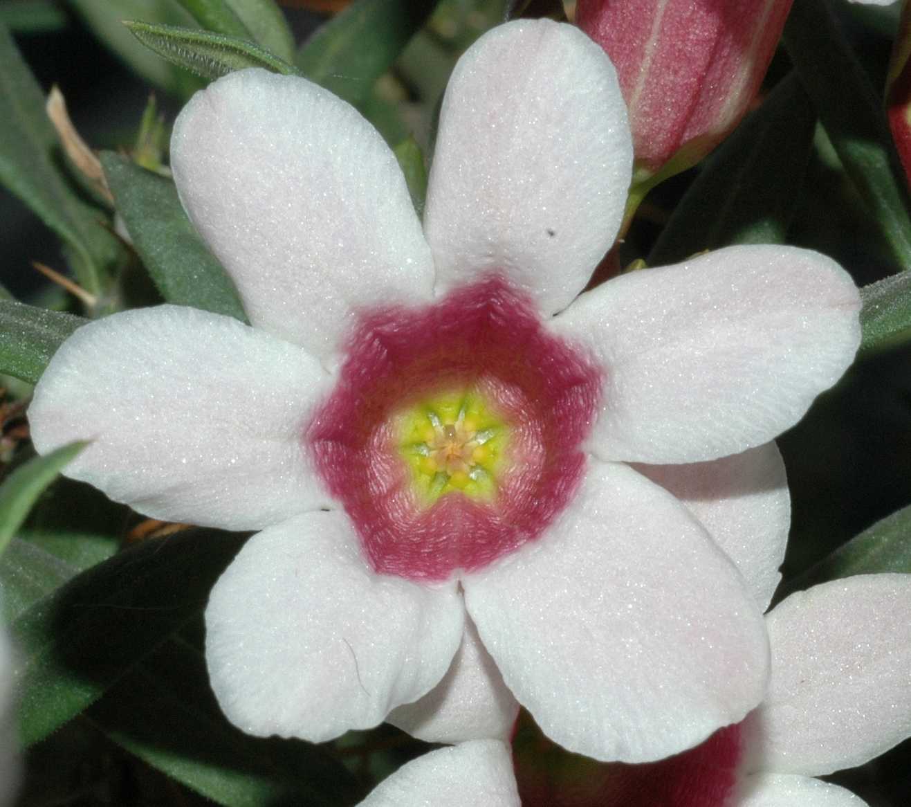Apocynaceae Pachypodium bispinosum