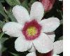 image of Pachypodium bispinosum