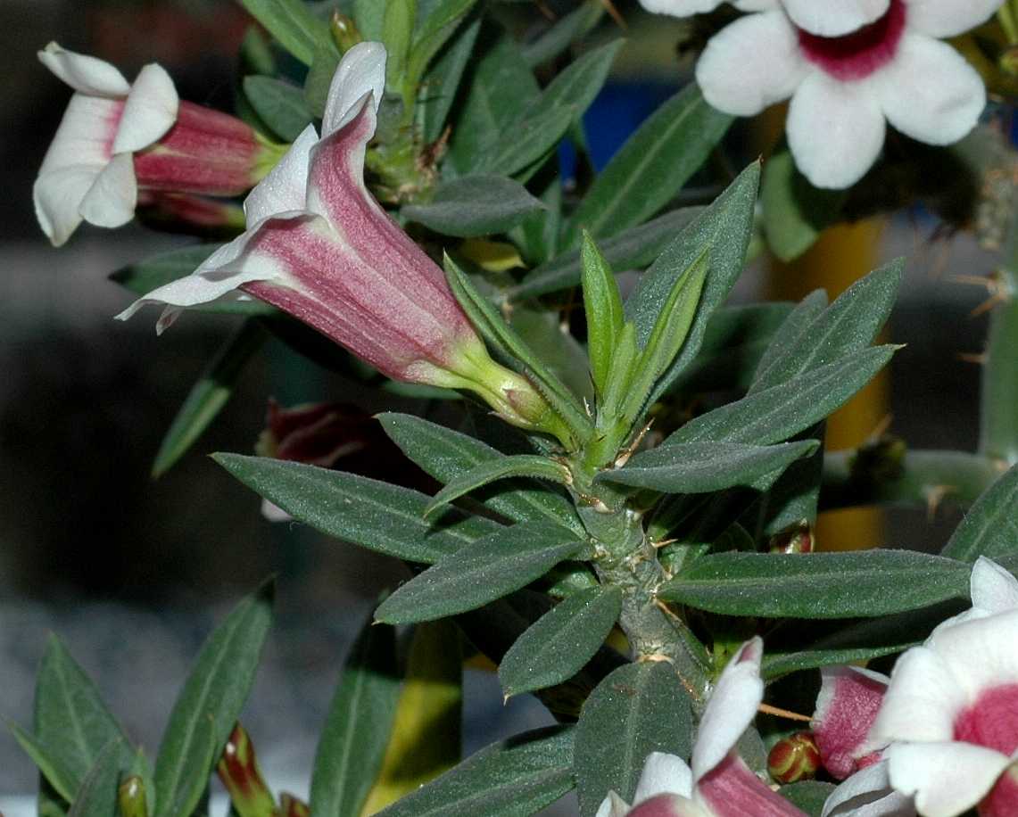 Apocynaceae Pachypodium bispinosum