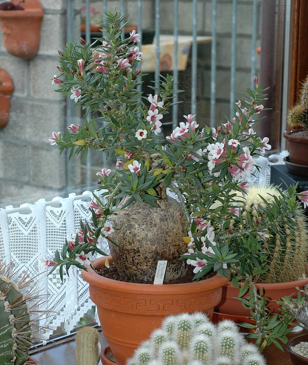 Apocynaceae Pachypodium bispinosum