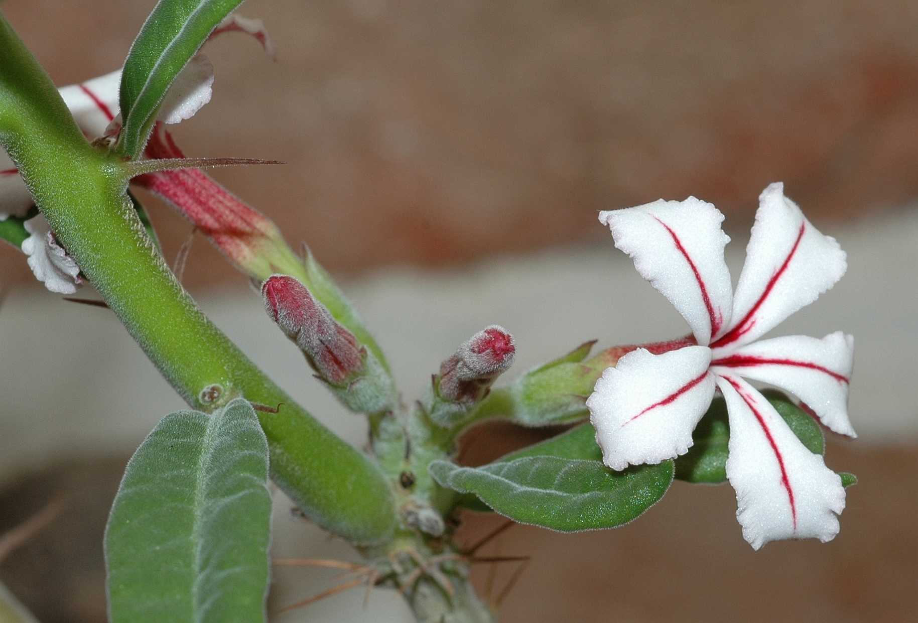Apocynaceae Pachypodium succulentum