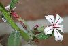 image of Pachypodium succulentum