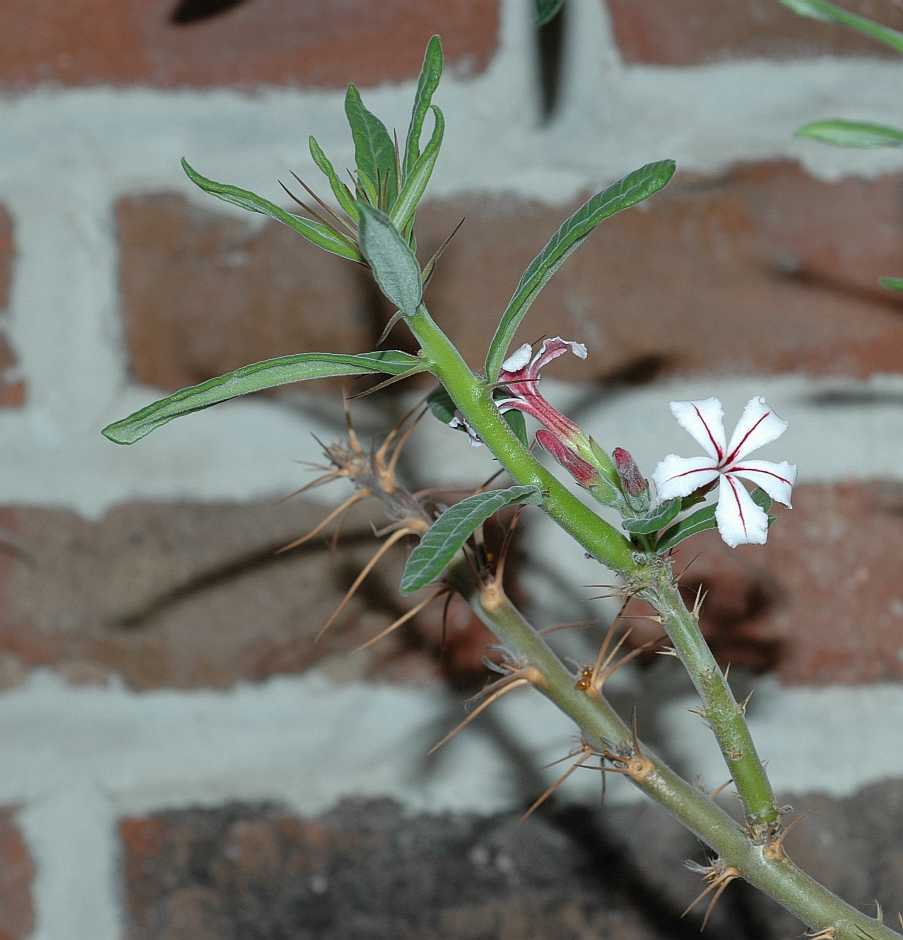 Apocynaceae Pachypodium succulentum