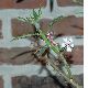 image of Pachypodium succulentum