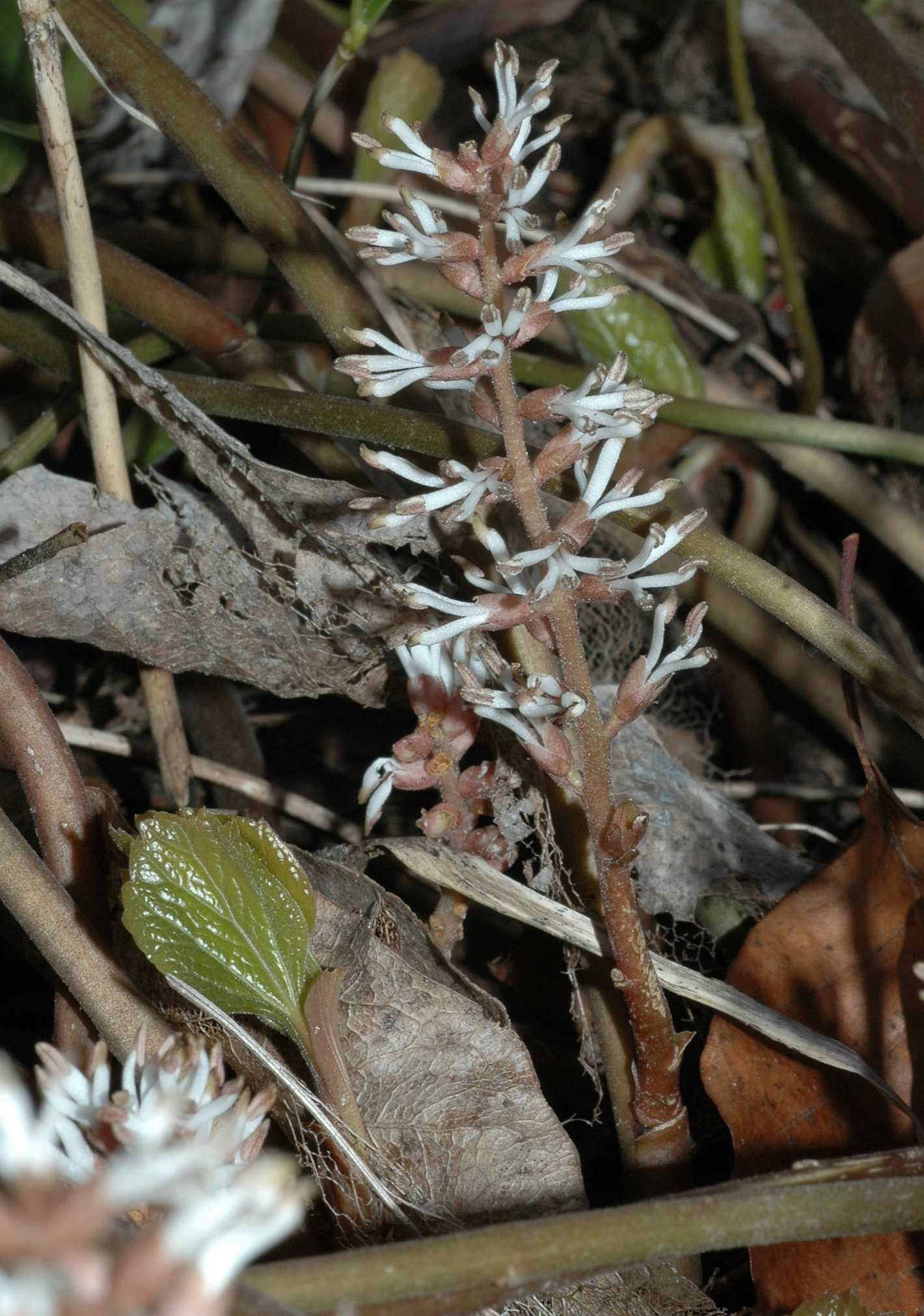 Buxaceae Pachysandra procumbens