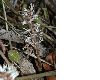 image of Pachysandra procumbens