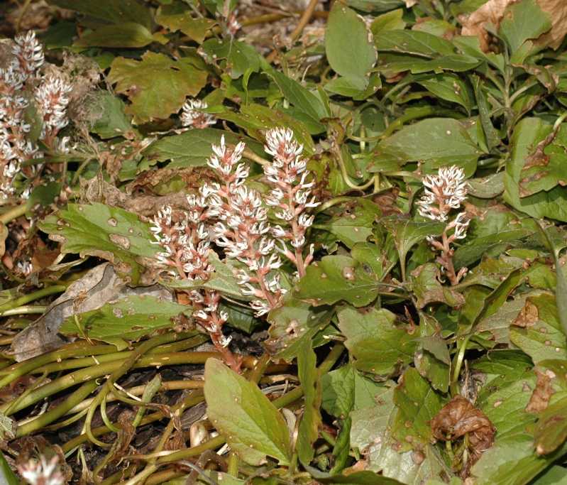 Buxaceae Pachysandra procumbens
